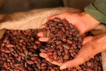 CACAO-01