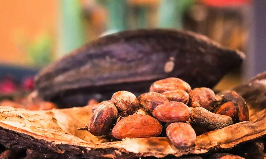 CACAO-BOLIVIANO-FOTO-REFERENCIAL