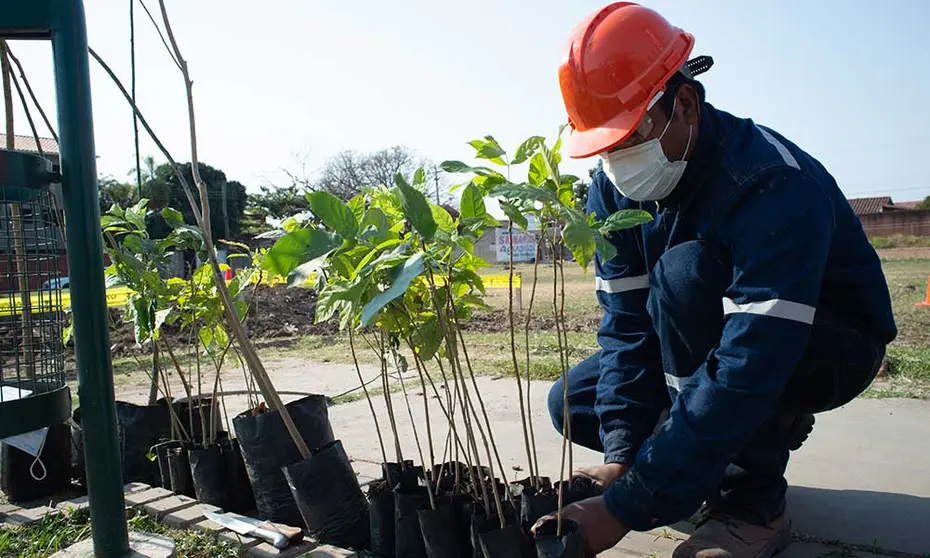 EMBOL-REFORESTACION
