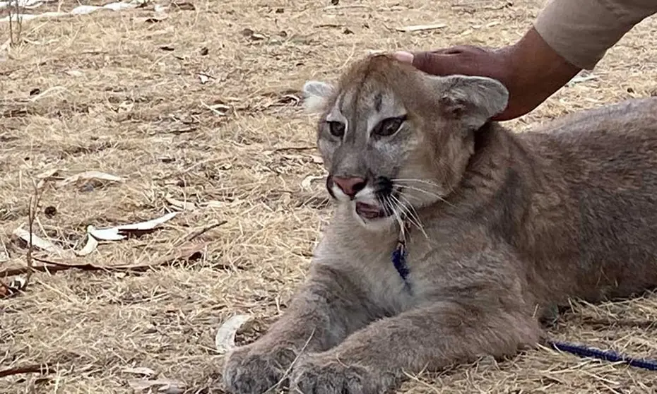 BIOPARQUE-PUMA-NUNA