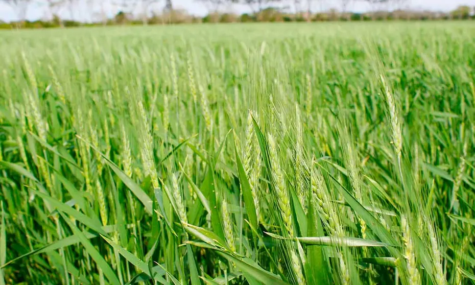 AGRICULTURA-SaNTA-CRUZ