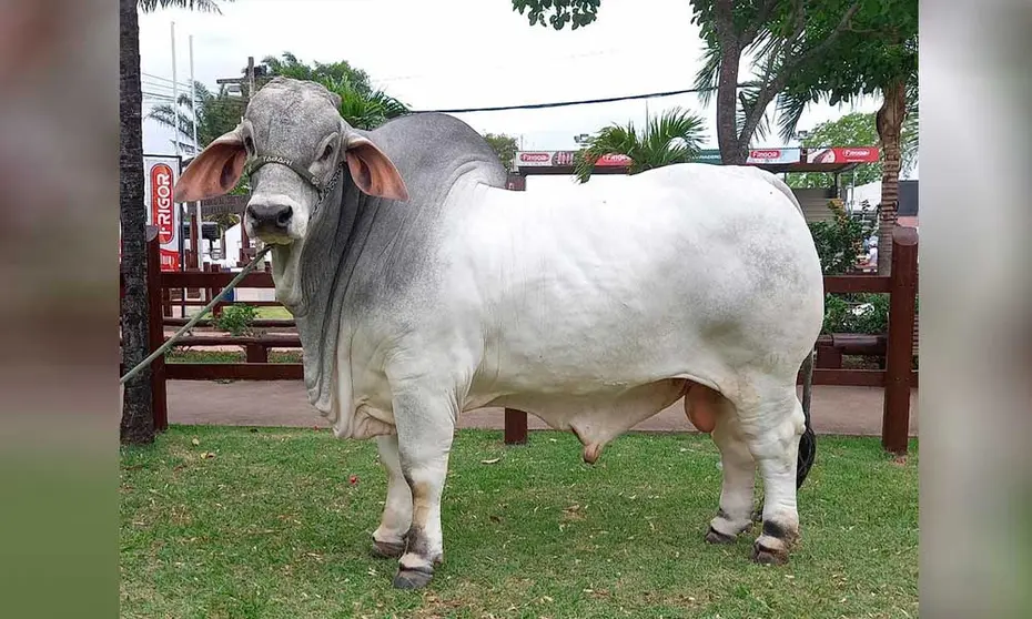 ASOCEBU-CAMPEONES-RAZA-BRAHMAN-2