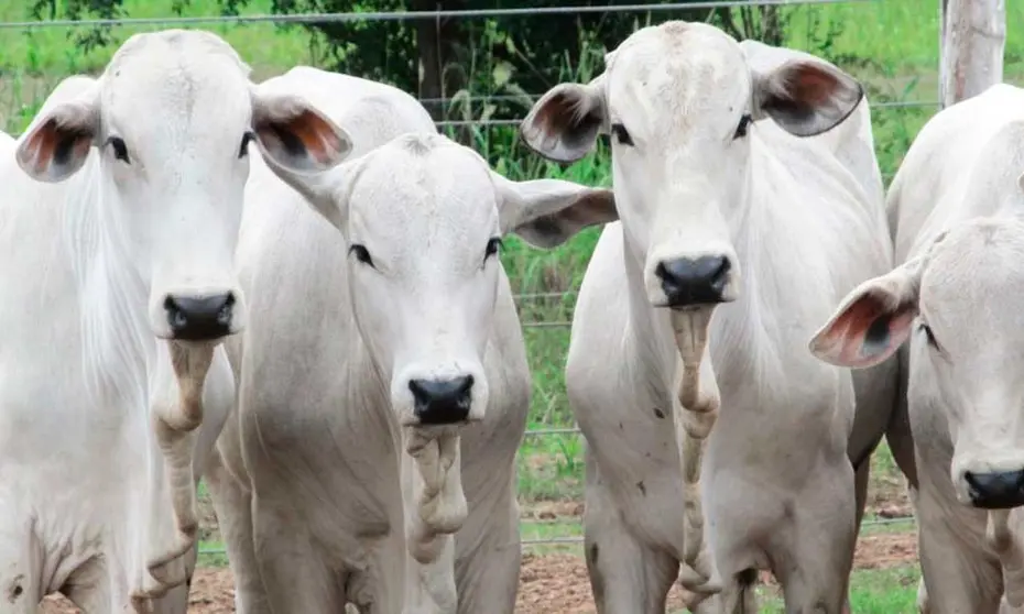 RABIA-BOVINA-VACUNACION