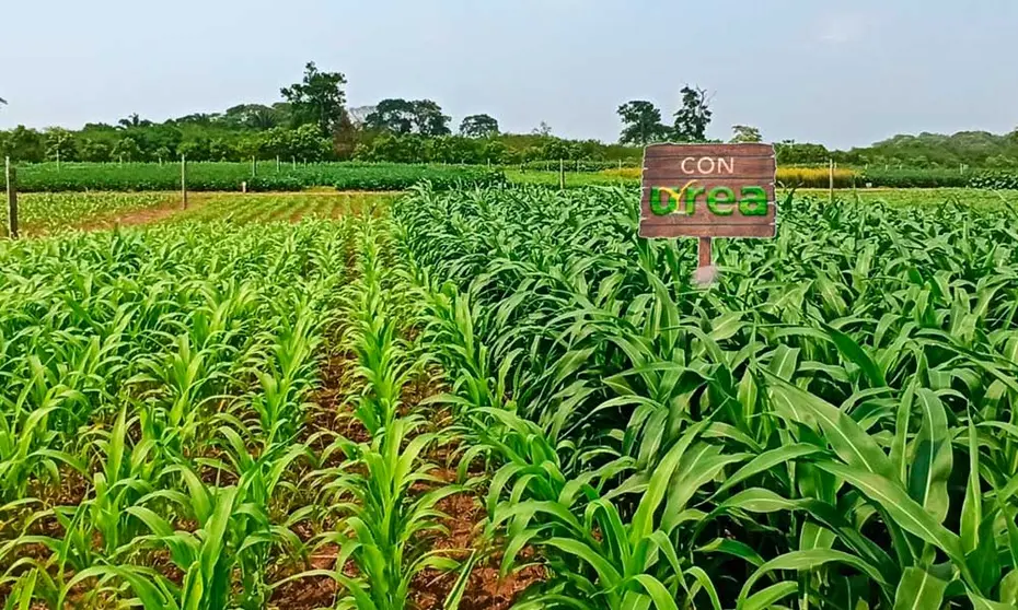 UREA-FERIA-VIDAS-YPFB