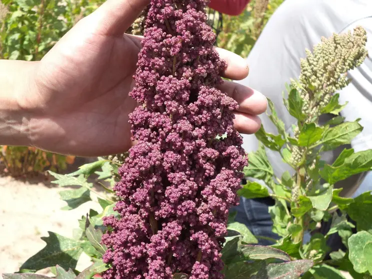 La quinua, el s&uacute;per alimento que nutre la econom&iacute;a de Oruro