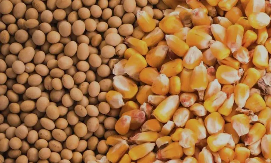 maiz-y-soya