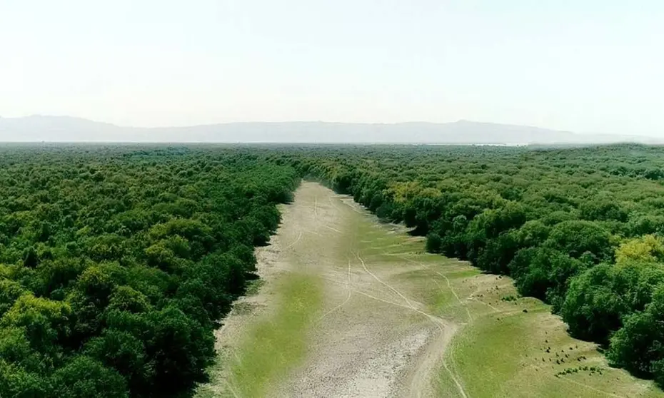 onu-bosques-1