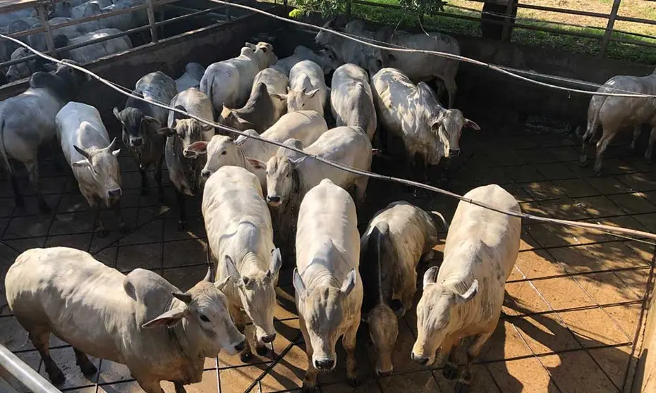 carne-bovina-produccion