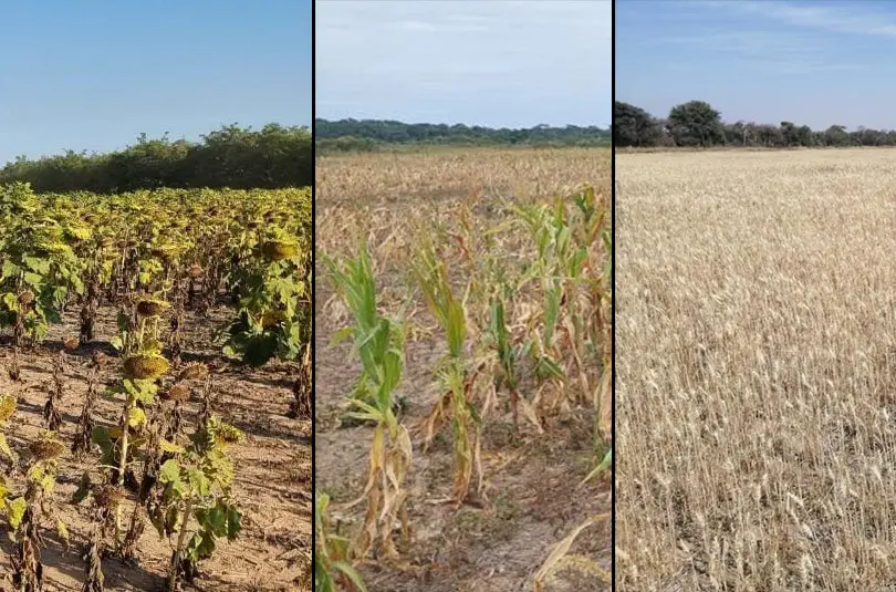agro sequia