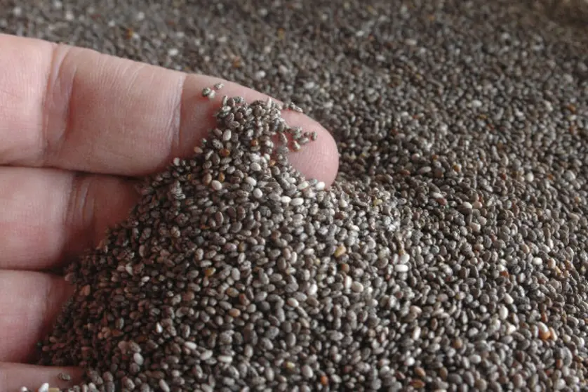 1cultivo-chia1