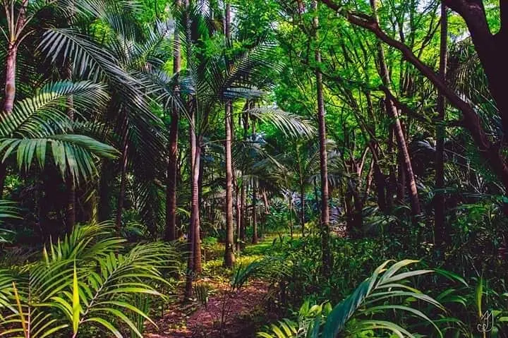 Parque ecol&oacute;gico Yvaga_Guaz&uacute;