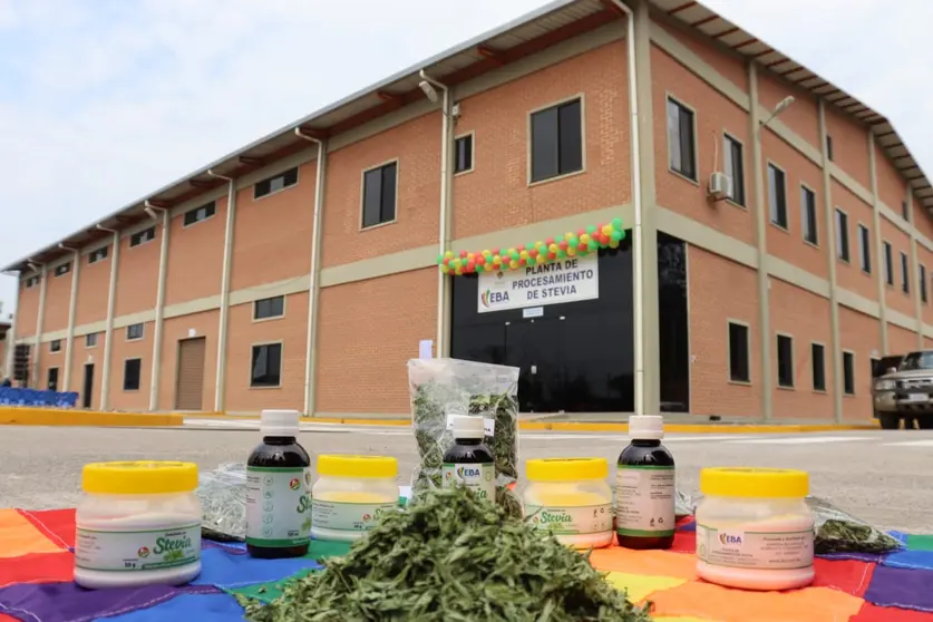 sTEVIA_PLANTA