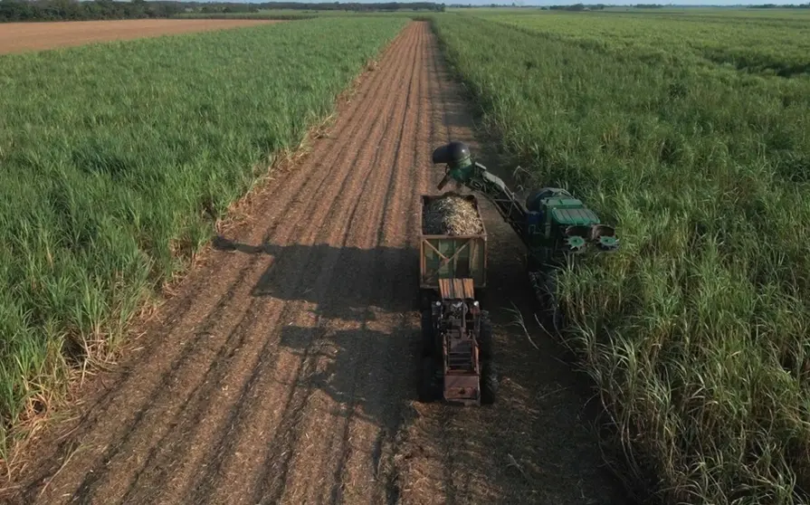 agro sisis