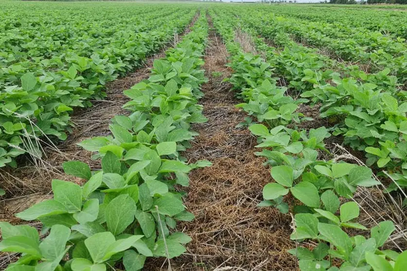 SOYA-ANAPO-01