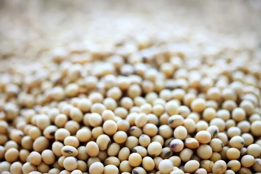 SOYA-ANAPO-02