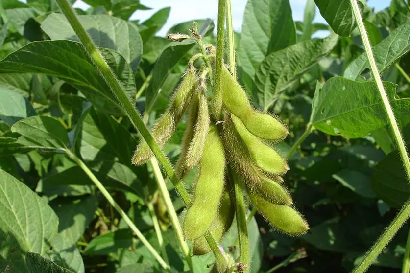 SOYA-INTACTA-IMAGEN-REFERENCIAL
