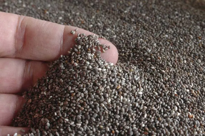 CHIA-EXPORTACION