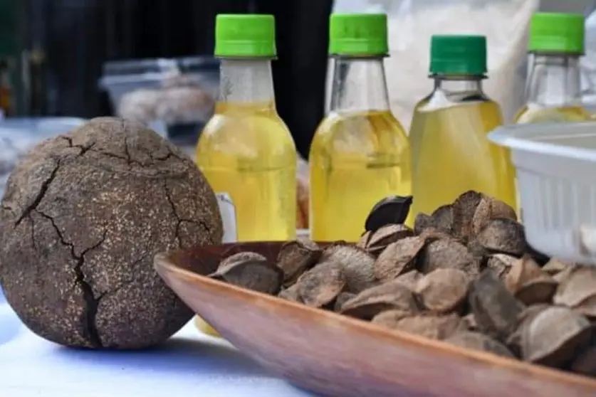 CACAO-AMAZONIA-01