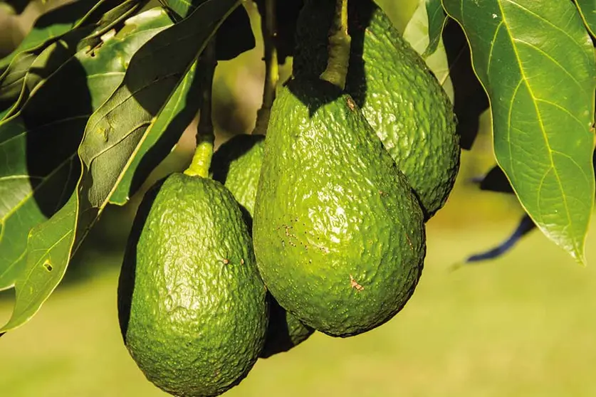 Adaptabilidad. La variedad Hass es la m&aacute;s conocida de las paltas en Bolivia, por su agradable sabor y cremocidad, adem&aacute;s del tama&ntilde;o del fruto y peso, que puede llegar a los 500 gr