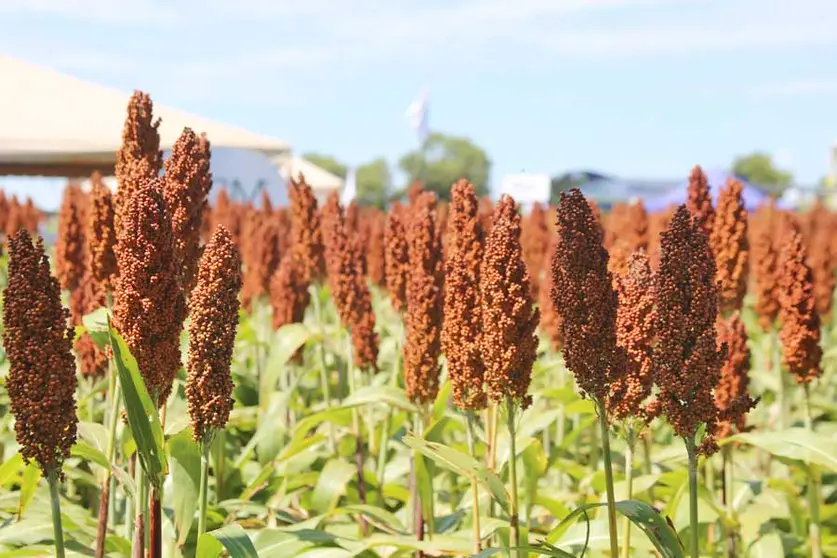 SORGO