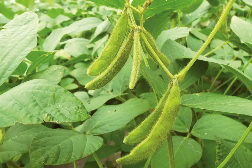 Proyecci&oacute;n. Los soyeros apuntan a incrementar la producci&oacute;n de oleaginosas de 5 millones de toneladas a 13 millones, con condiciones adecuadas