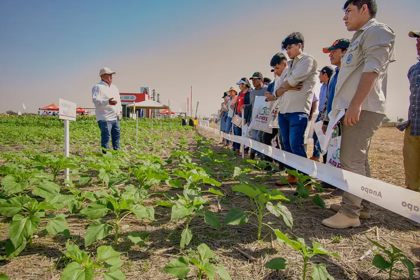 DIA-DEL-GIRASOL-01