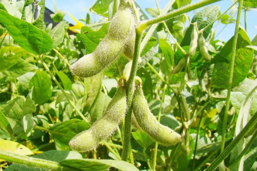SOYA-01