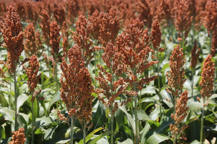 SORGO-01