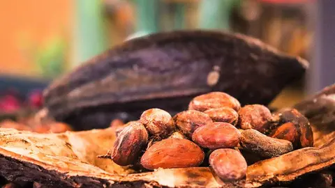 CACAO-BOLIVIANO-FOTO-REFERENCIAL