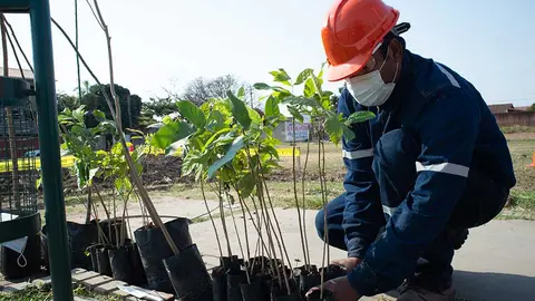 EMBOL-REFORESTACION