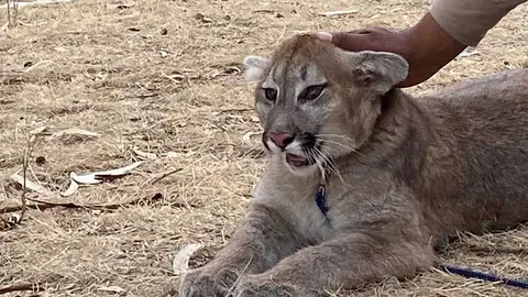 BIOPARQUE-PUMA-NUNA