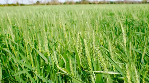 AGRICULTURA-SaNTA-CRUZ