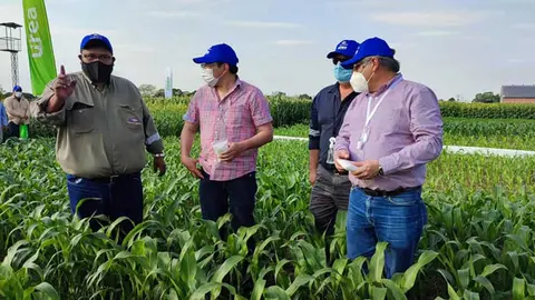 UREA-BOLIVIA-PARCELAS