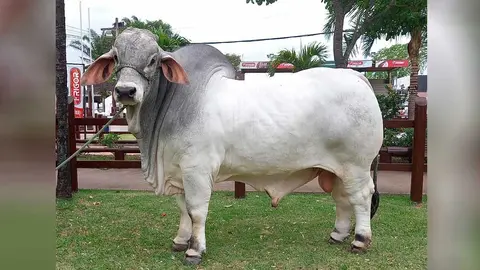 ASOCEBU-CAMPEONES-RAZA-BRAHMAN-2