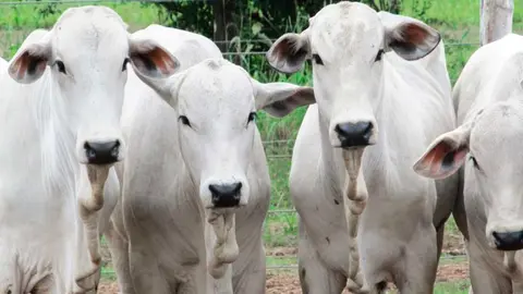 RABIA-BOVINA-VACUNACION