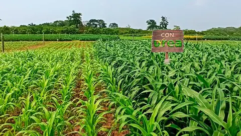UREA-FERIA-VIDAS-YPFB