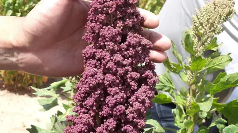 La quinua, el s&uacute;per alimento que nutre la econom&iacute;a de Oruro