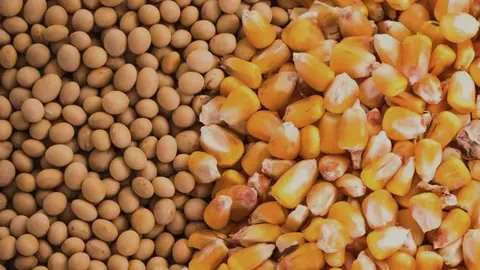 maiz-y-soya