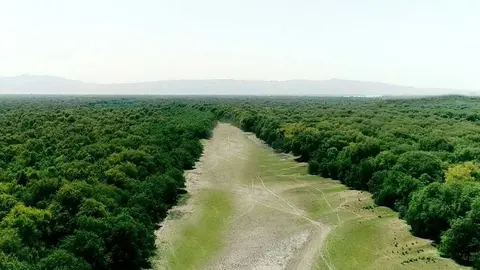 onu-bosques-1