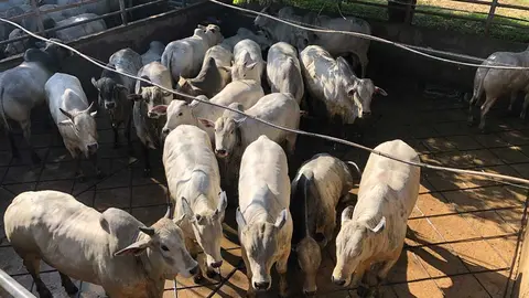 carne-bovina-produccion