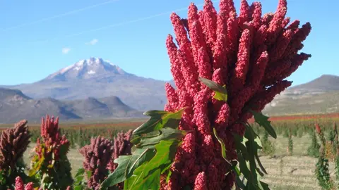 Quinua Boliviana