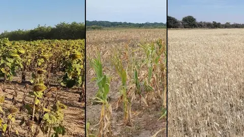 agro sequia