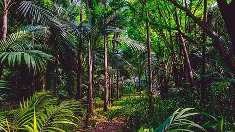 Parque ecol&oacute;gico Yvaga_Guaz&uacute;