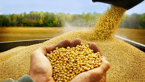 Exportaci&oacute;n de soya