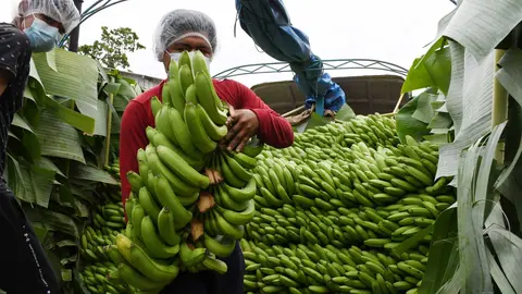 00000_banano_de_exportacin