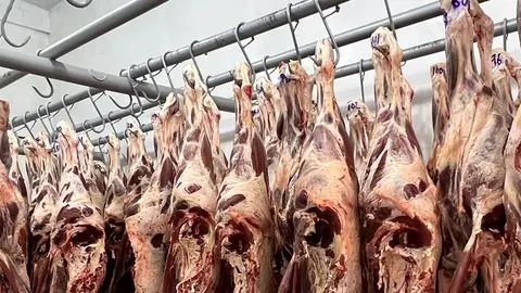 Abastecimiento de carne de res