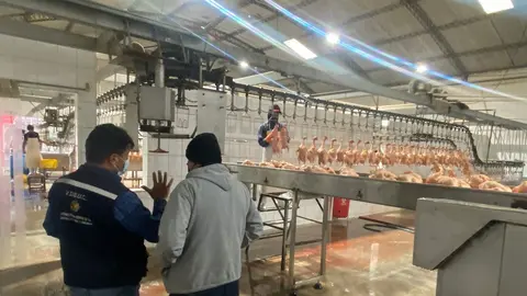 Frigorifico de pollos