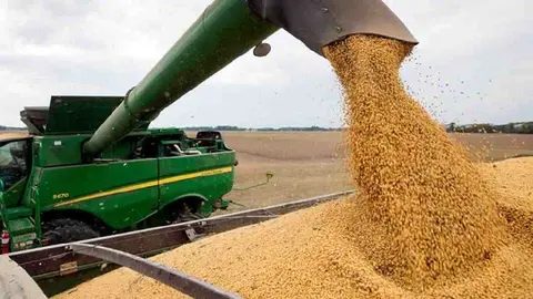Soya producci&oacute;n