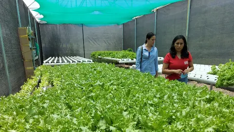 En 2021 Bayer financi&oacute; la planta de hidropon&iacute;a del Banco de Alimentos para la producci&oacute;n de lechugas