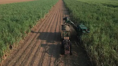 agro sisis